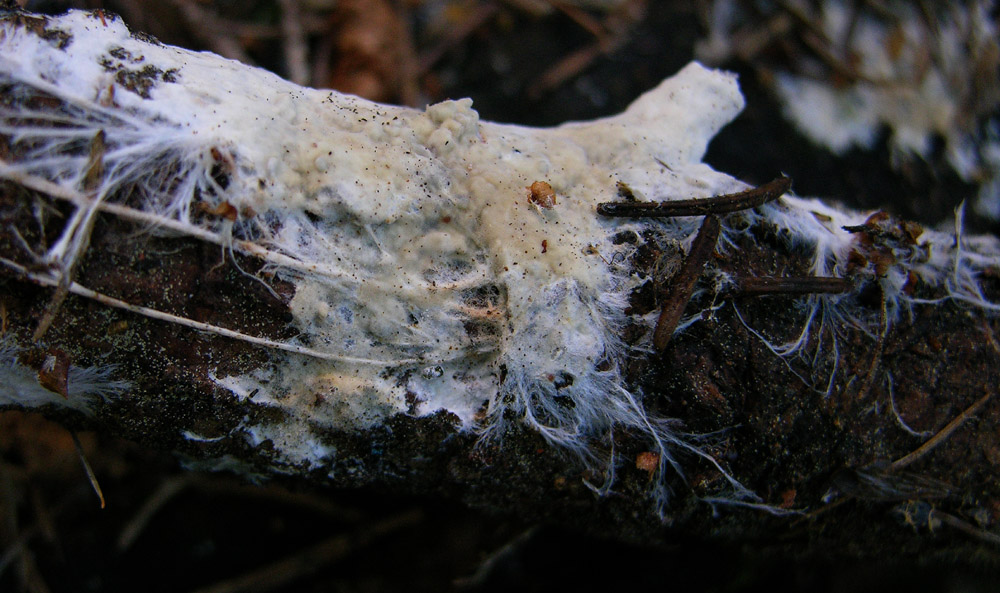 4 Mycena facili facili...